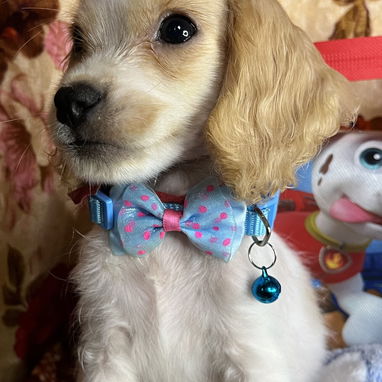 Venta de coker spaniel contactar con 55000733 - 4/4