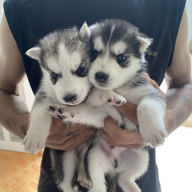 Cachorros de husky - 2/6
