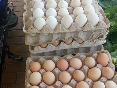 Cartones de huevos - Img main-image-45852498