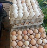 Cartones de huevos - Img 45852498