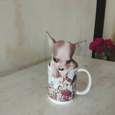 Chihuahua - 5/8