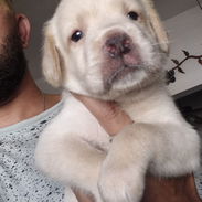 Últimos 2 cachorros de labrador, se entregan el 25 de este mes, padres a la vista en mi casa, mas información al WhatsAp - Img 56901133