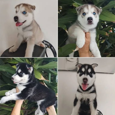 HUSKY SIBERIANO,machos,en 200 USD o equivalente,TENGO MENSAJERÍA,de 60 días,desparacitados,entrega con historia clínica - Img 123063068