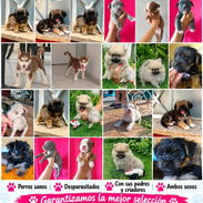 🐾🐶❤️ ENCUENTRA TÚ COMPAÑERO IDEAL EN BETTY MASCOTAS WHATSAPP 52506841 🐾🐶❤️ - Img 57543047