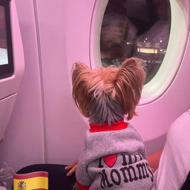 Agencia de viajes de mascotas - Img 122248358