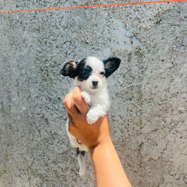 Cachorros Chihuahua de pelo largo. - 4/4