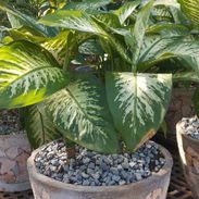 Venta plantas ornamentales - Img 54919013