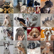 💜💜💜* 🐶¿BUSCAS UN CACHORRO?* TE AYUDAMOS A ENCONTRAR TÚ FIEL COMPAÑERO WHATSAPP 58746643 💜💜💜. - Img 54500564