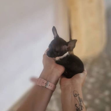 SHIHUAHUA MINI,hembra,en 250 USD o equivalente,TENGO MENSAJERÍA,tiene 60 días y está desparacitada - Img 125842451