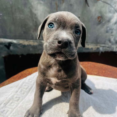 Cachorros pitbull - Img 126444926