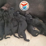 *Cane Corso* ♀️1 Hembra y ♂️Machos 📌*Se entregan: 26/nov* 🗓️45 días 💊Desparasitados 💉Vacuna Pentavalente puesta 📋 - Img 58379420
