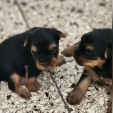 ((( EJEMPLARES DE YORKSHIRE TERRIER MACHOS ORIGEN GARANTIZADO ))) - Img 120748263