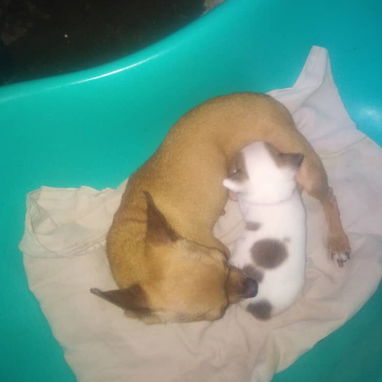Chihuahuas - Img 121539778