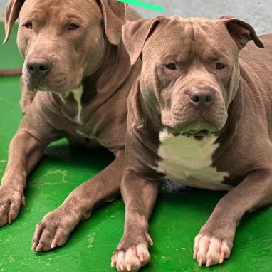 PITBULL AZUL,ambos sexos,en 180 USD o equivalente(ACEPTO TRANSFERENCIA)TENGO MENSAJERÍA,tienen 50 días y desparacitados - Img 123314770