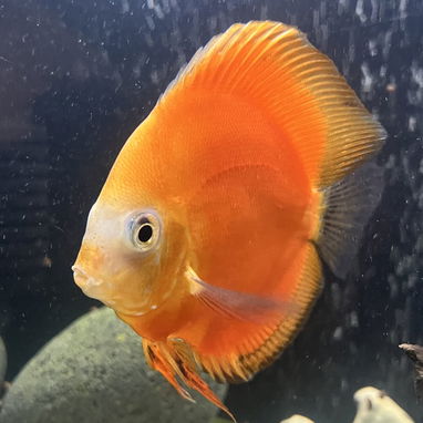Se vende pecera grande de 190 litros en 250 USD - 2/10