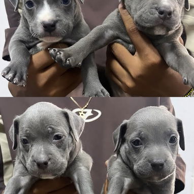 PITBULL,ambos sexos,en 150 USD o equivalente,TENGO MENSAJERÍA,tienen 40 días y están desparacitados - Img 126171292