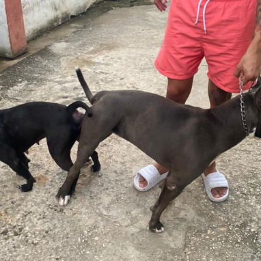 Variedad de perros de pura razas en perfecto estado - Img 117982060