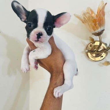 Hermosos Bulldog Francés🇫🇷🐮🐾🎁🐶 - Img 122200471