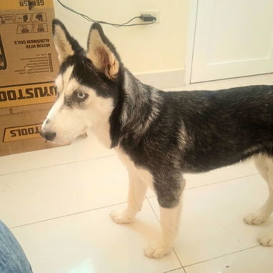 Husky hembra de 6 meses - Img 126376909