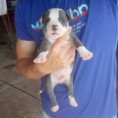 Cachorros Pitbull bully. 200 usd - Img 122571288