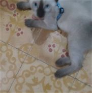 Vendo este hermoso gato siameses machito - Img 45926532