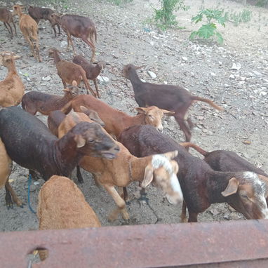 Finca - Img 125946994