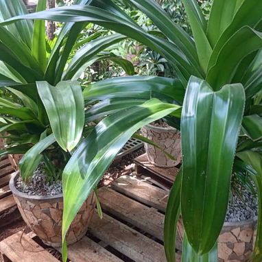 Servicio de jardinería 👩🏼🌾 - Img 124285512