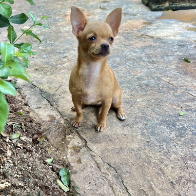 Chihuahua hembra cabeza de manzana de 5 meses - 6/9