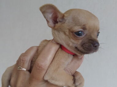 Cachorro Chihuahua - Img main-image