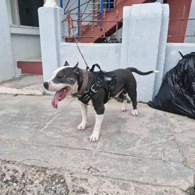 PITBULL AZUL,ambos sexos,en 200 USD o equivalente,TENGO MENSAJERÍA,tienen 65 días y están desparacitados - Img 125309082
