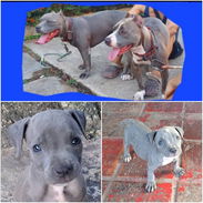 💙 PITBULL HEMBRA AZUL EN VENTA BETTY MASCOTAS WHATSAPP 52506841 💙 - Img 56001774