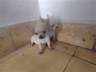 Hermosa Chihuahua mini en venta 53818081 - Img 66524794