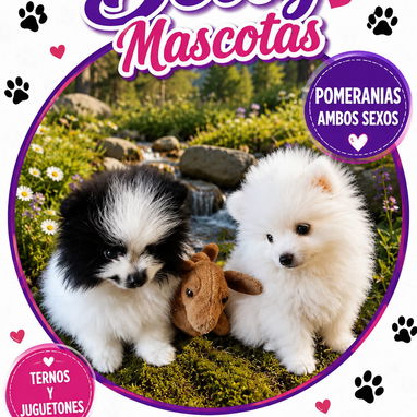 🐾 🐶 ¡Hermosos cachorros disponibles!  BETTY MASCOTAS WHATSAPP 52506841 🐾 🐶 - 8/10