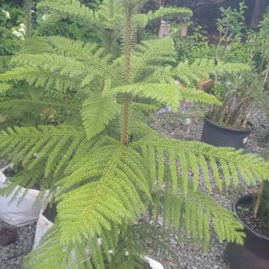 Servicio de jardinería 👩🏼‍🌾 - Img 122604936
