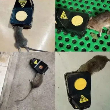 rATONERAS. ADIOS PLAGAS - Img 116630554