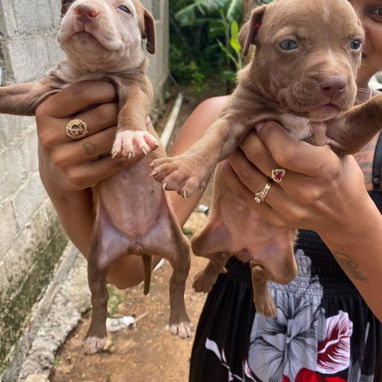 Venta de perros pitbull - Img 123386522