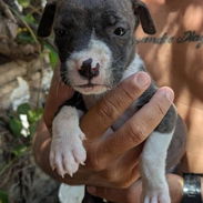 🐶 ¡Cachorros Pitbull en venta! 🐶 - Img 55693068