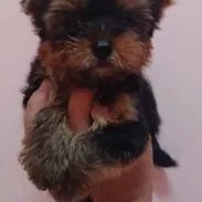 (((  YORKSHIRE TERRIER HEMBRAS CON PEDIGREE ORIGEN GARANTIZADO ))) - Img 55243260