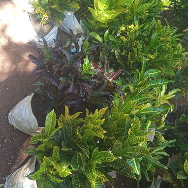 Servicio de jardin👩🌾 - Img 123344629
