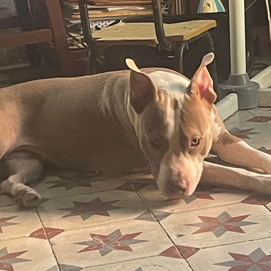 Pitbull - Img 125313309