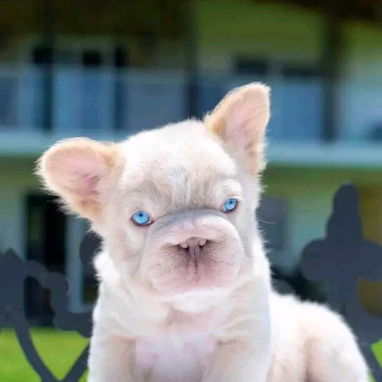 Vendemos cachorro de todo tipo de razas - Img 111500458