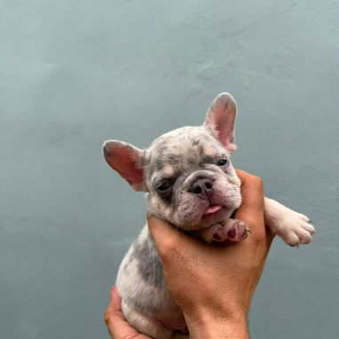 Bulldog francés 100% - Img 125592460