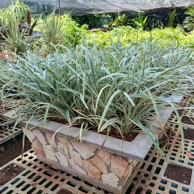 Venta de plantas ornamentales y frutales - 8/10