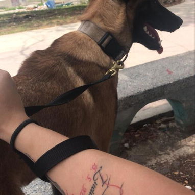 PASTOR MALINOIS,hembras en 300 USD o equivalente,TENGO MENSAJERÍA,45 dias,desparacitadas,con historia clínica y collar - Img 123047795