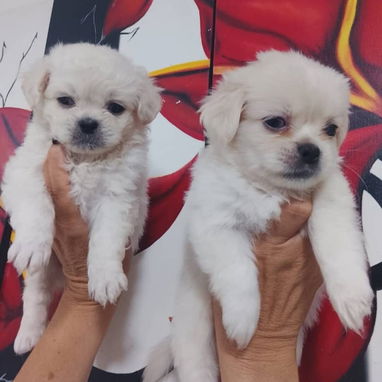 PEQUINÉS ALBINOS,machos,en 70 USD o equivalente,TENGO MENSAJERÍA,de 50 días,desparacitados,ENTREGAN CON HISTORIA CLÍNICA - Img 123312374