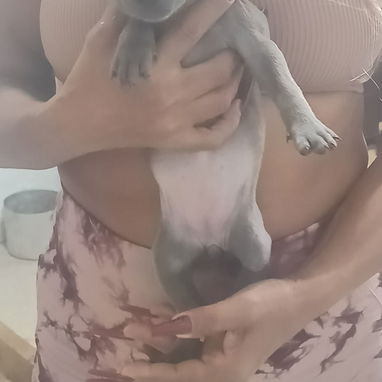 Cachorros pitbull listos para su nuevo hogar ya vacunados - 3/4