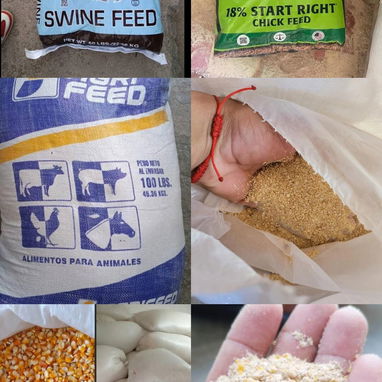 Vendo piensos para puercos y gallinas ponedoras 56 70 29 86 - Img 123147422