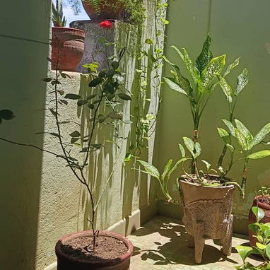 Apartamento en buen estado constructivo en el segundo piso de un edificio capitalista de 4 pisos en el Vedado - 4/10