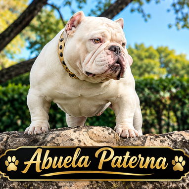 CACHORROS AMERICAN BULLY POCKET - 7/7