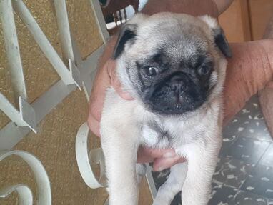 Vendo preciosa cachorra de pug carlino, comunicar por WhatsApp con Jacqueline 56102895 - Img 65897244